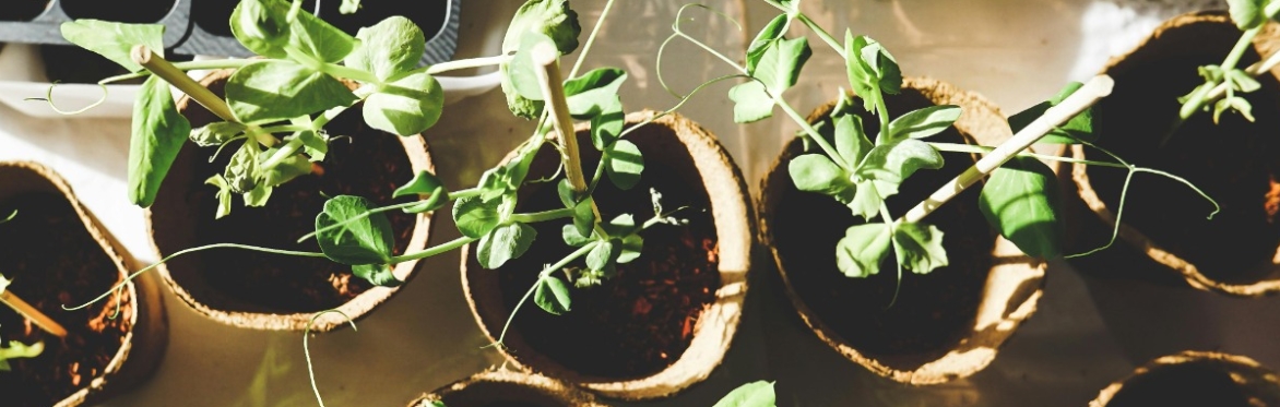 online herbal medicine course