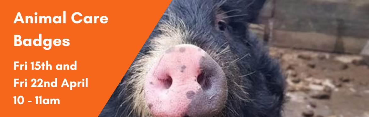 Animal Care Badge on the Farm at Jarrow Hall Fri 15th April: Mucking Out