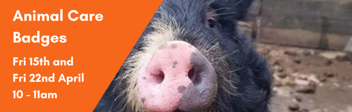 Animal Care Badge on the Farm at Jarrow Hall Fri 22nd April: Feeding