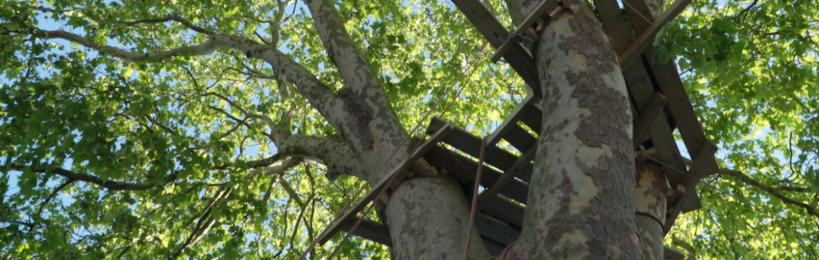 A tree canopy with a platform built into the branches