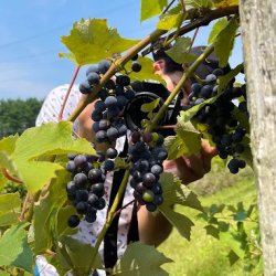 Summer in the Vineyard