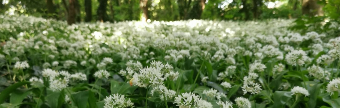 Plants and their Uses - Walking Festival