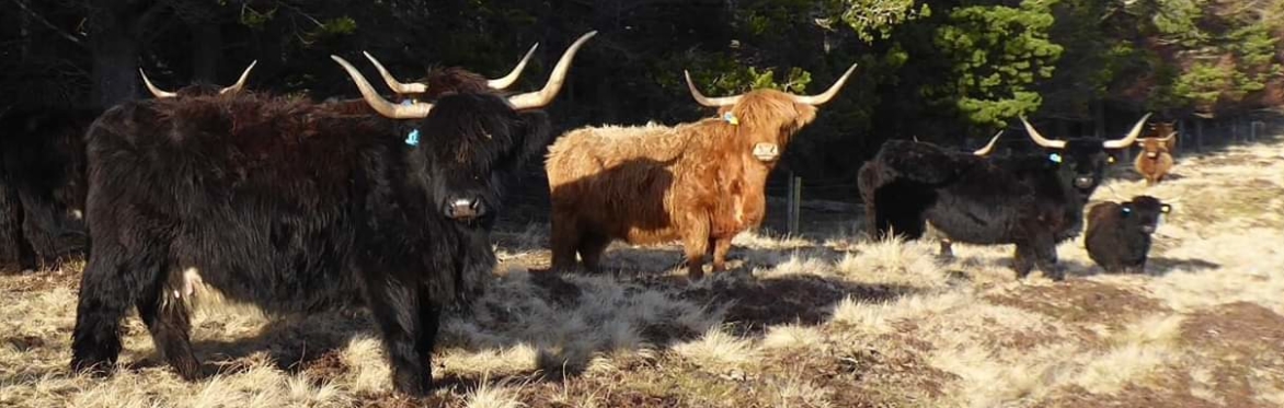 Scottish Highland Cows