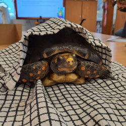 Tortoise Spa Day