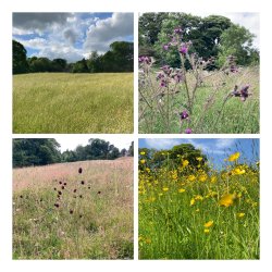 Views across the wildflower meadow