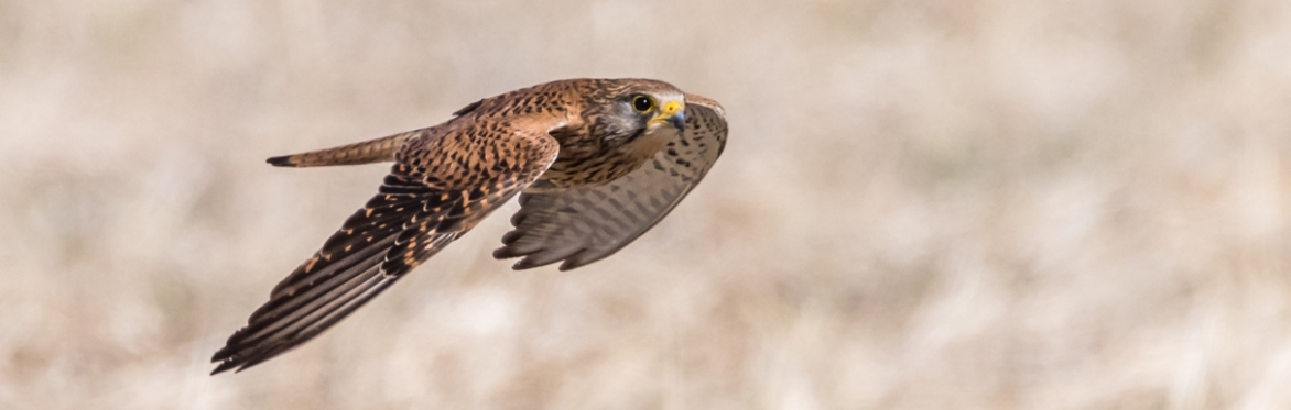 Kestrel