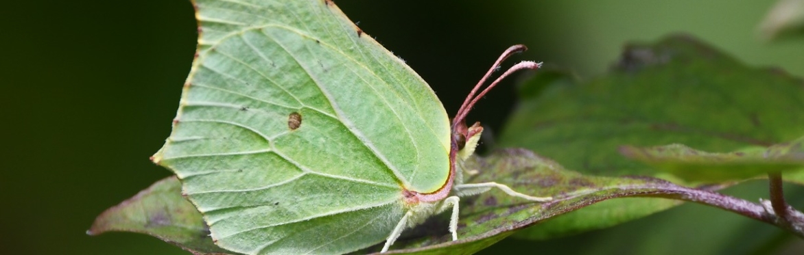 Brimstone moth sitting on a leaf. Photo credit: Logan Walker