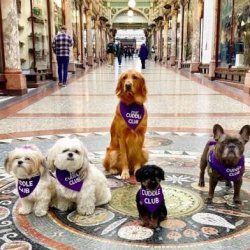 Therapy Dogs X The Cuddle Club (The WestWorks)