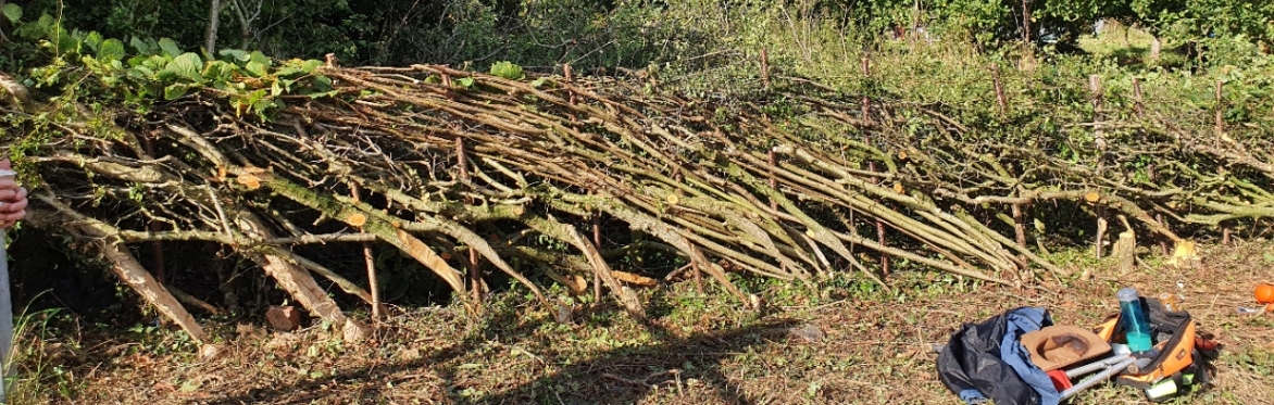 Hedgelaying at Thornton Woods