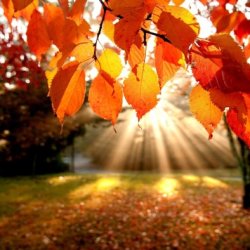 Autumn Harvest Afternoon Retreat with Alexandra Jones & Angie Latham