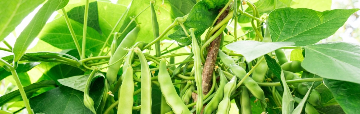 The Power of Beans: Nutritious, Waste-Reducing Recipes