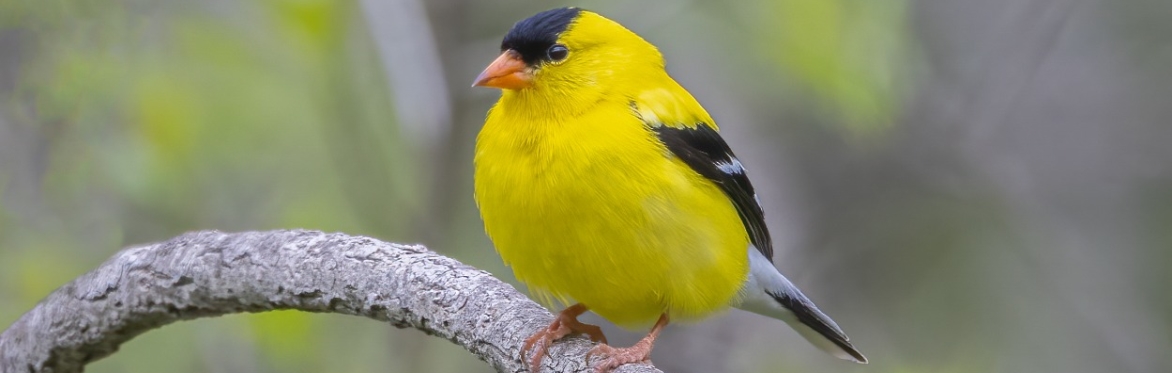 American goldfinch perched on a tree brand.