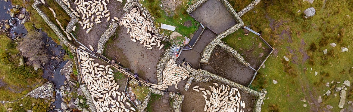 Sheepfolds of the Carneddau… not just a pile of old stones! - Nigel Beidas