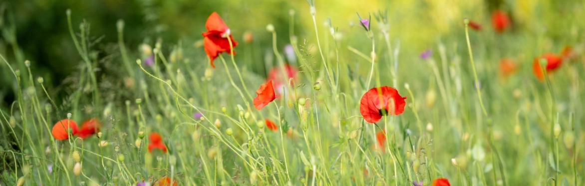 Wild Willow Art Club: Wildflower Arranging and Handcrafted Vases
