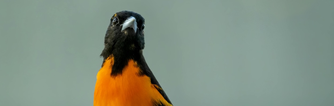 Homeschool Program: Birds of a Feather (Children Morning Session)