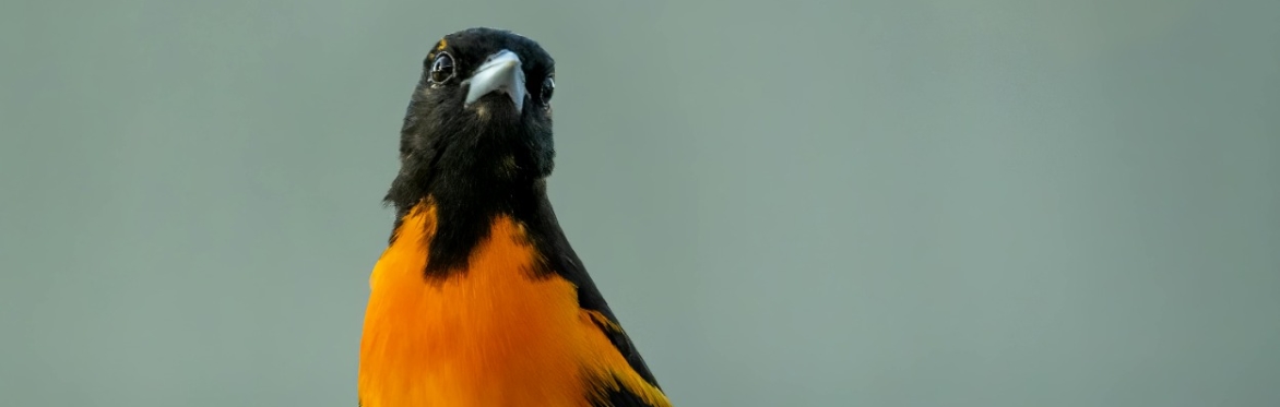 Homeschool Program: Birds of a Feather (Children Afternoon Session)