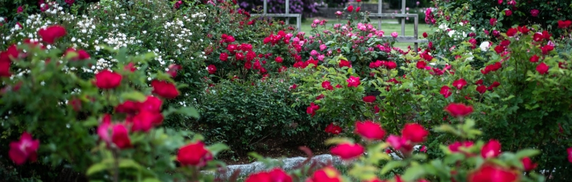 Hats Off to Roses - It's a Grand Old Flag!