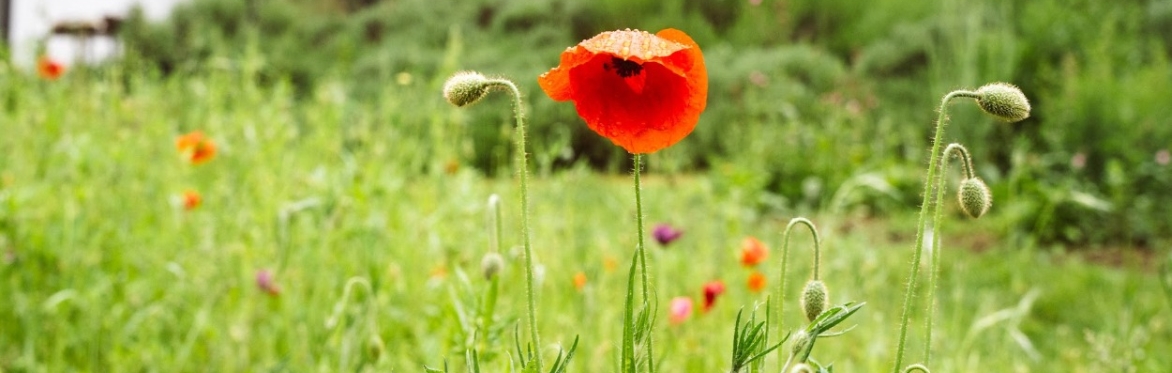 A Field Guide to Spring: Garden Treasure Hunt