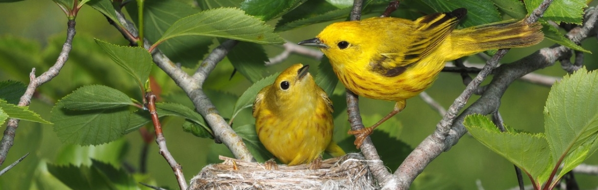 Thickson’s Woods Dawn Chorus & Nature Walk - Sunday, May 3rd