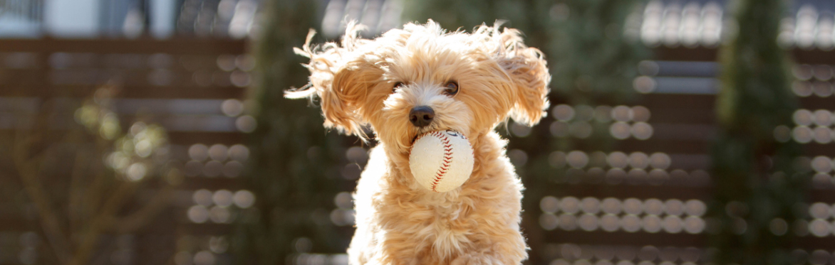 Blue Rocks Baseball Game & Picnic