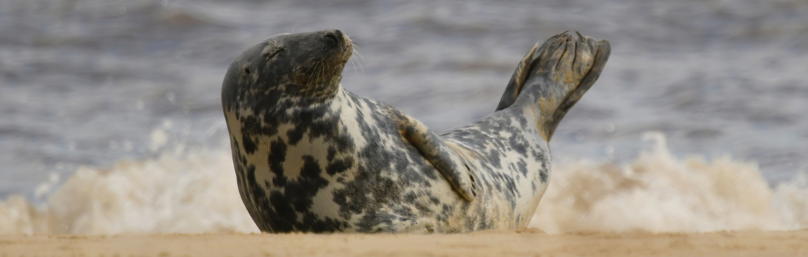 A seal resting on a beach