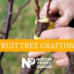 Fruit Tree Grafting Workshop