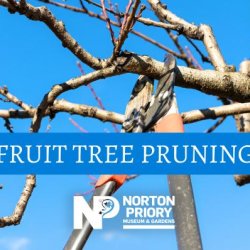 Fruit Tree Pruning Workshop