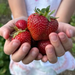 Strawberry Pick Your Own