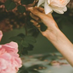 herbal medicine course