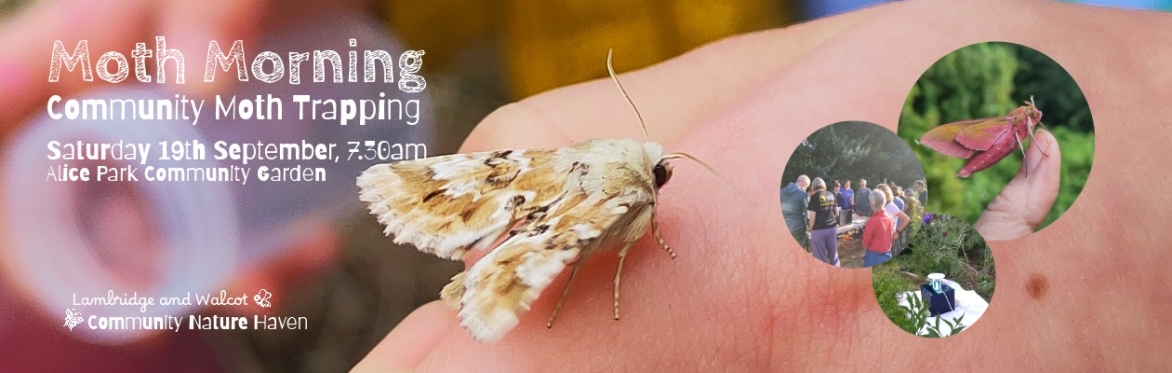 Moth Morning - Alice Park Community Garden