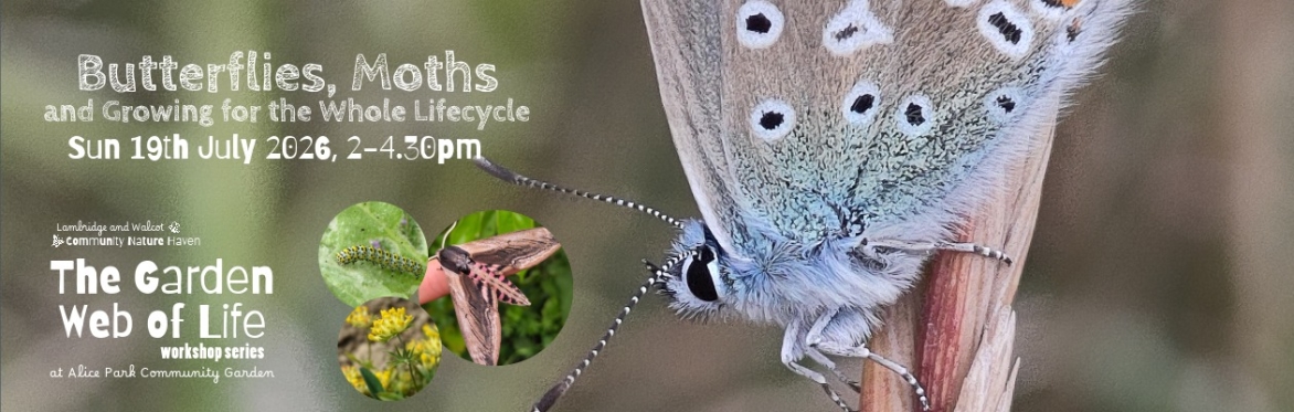Butterflies, Moths and Growing for the Whole Insect Lifecycle - The Garden Web of Life Workshop Series
