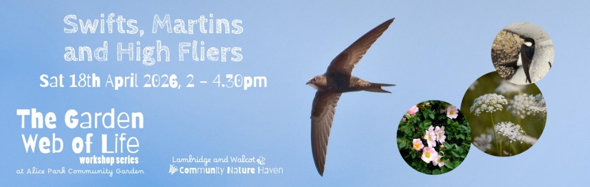 Swifts, Martins and High Fliers - The Garden Web of Life Workshop Series