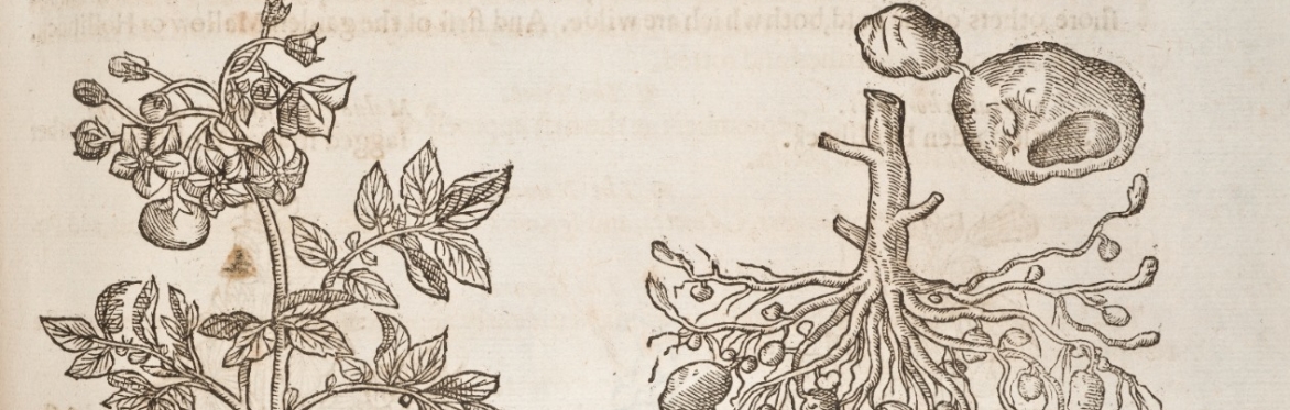 Woodcut image of potato roots