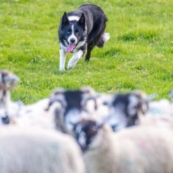 sheep dog trials