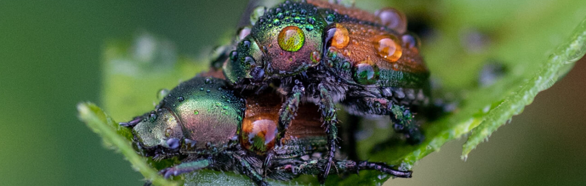 Pest Management Workshop