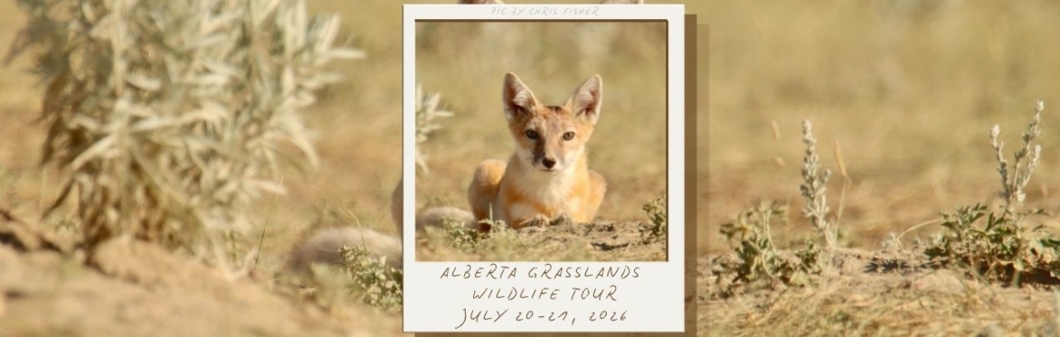 Swift Fox & Grassland Wildlife Tour