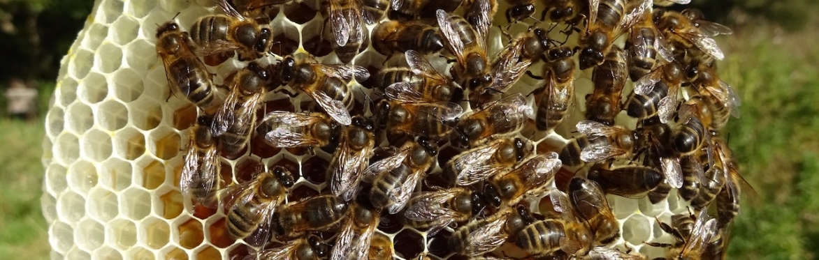 Meet the Honey Bees -Introductory Workshop