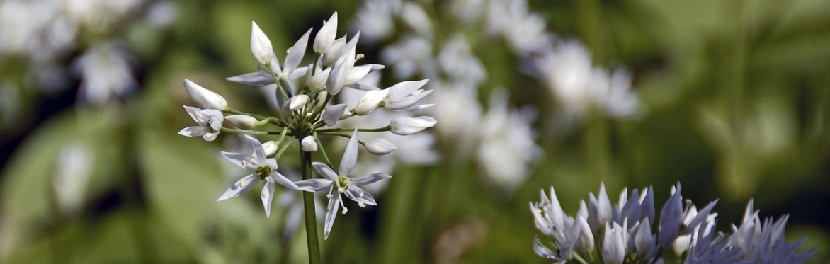 Essential Vulnerability: A Poetry Thoughtshop Celebrating our Humanness