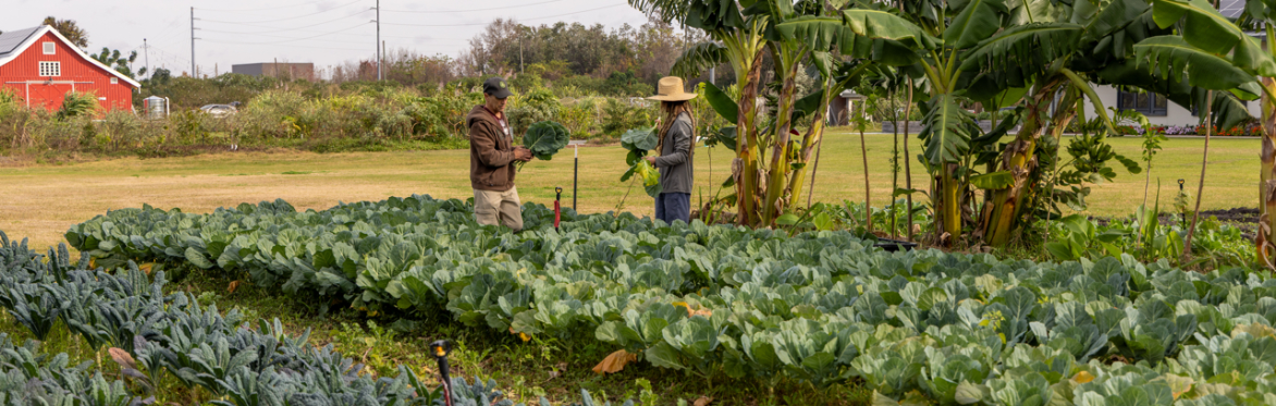 Food Forest Design: An Immersive Half-Day Workshop