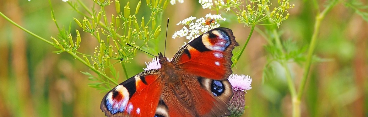Peacock butterfly