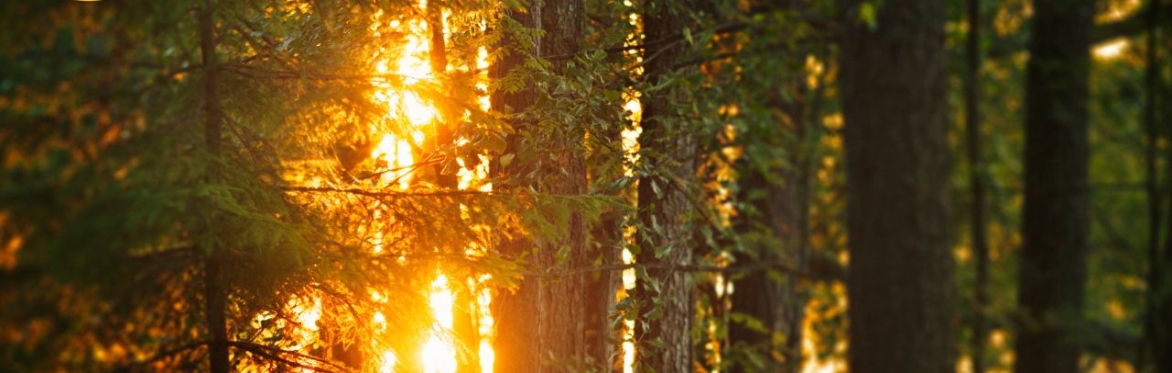 Telling the Trees - Stories and Songs Celebrating our Rooted Friends by Xanthe Gresham of GuestHouse Storytellers