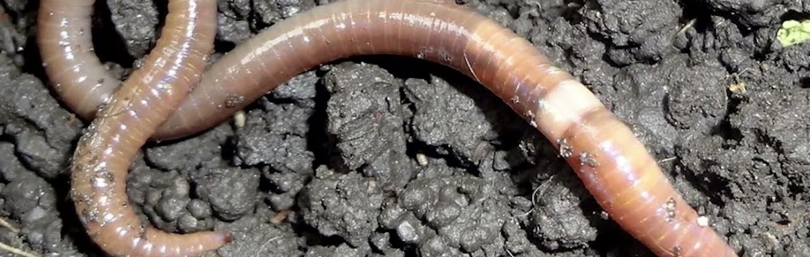 Earthworms of Upstate New York: Good, Bad, or Ugly? with Dr. Tim McCay