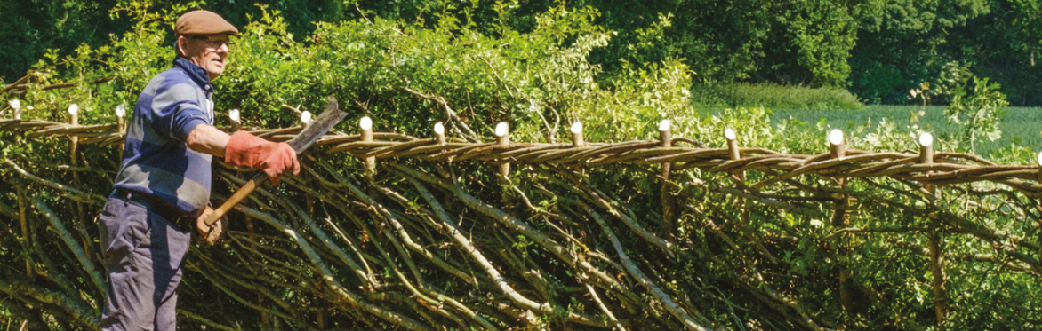 National Hedgerow Week 2026: The Craft of Hedgelaying with Nigel Adams