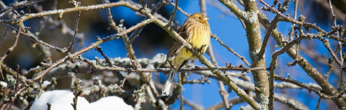 Winter Tree Identification Walk - Armley