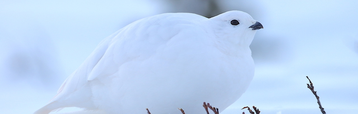 Register – Tarmagin - Ptartmagin - PTARMIGAN - Nov 13, 2022