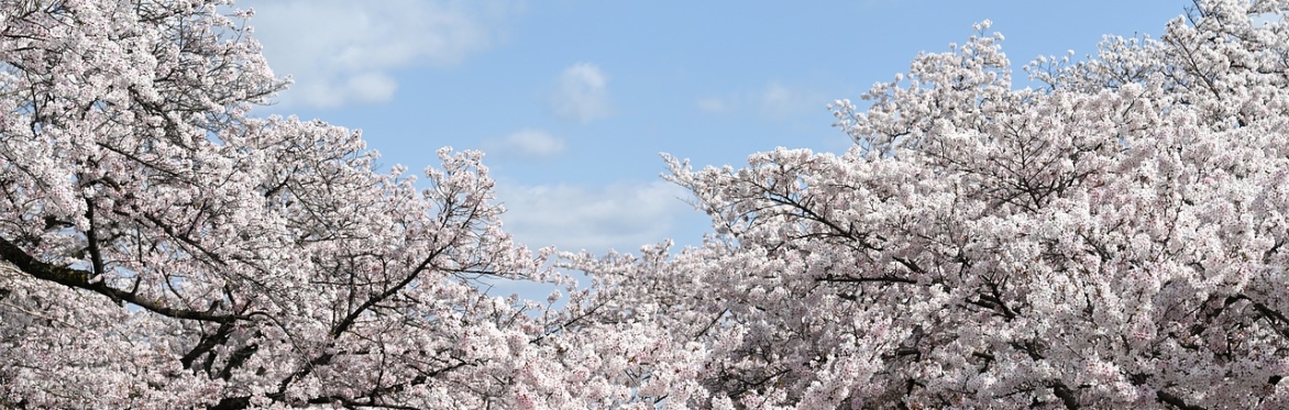 8 Japanese Philosophies for CBT - A Practical Introduction