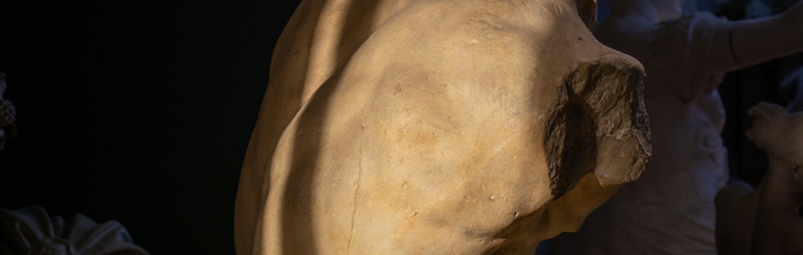 Sunlight and shadows fall on the muscled back of the Belvedere Torso
