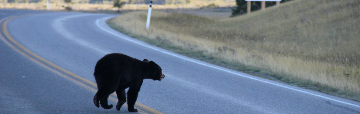 Crossings: How Road Ecology is Shaping the Future of Our Planet with Ben Goldfarb (Webinar)