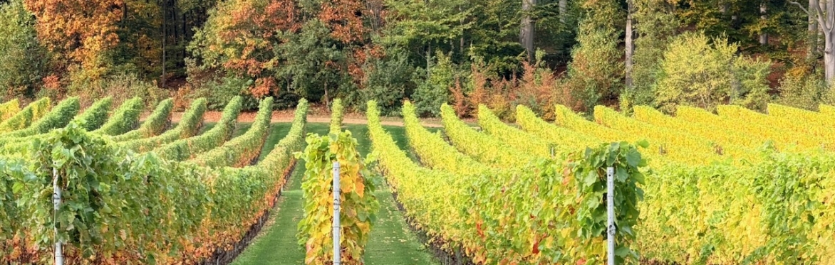 Flemish winery