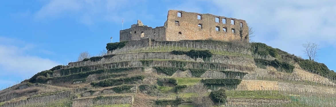 Staufen castle ruin with terraced vineyards